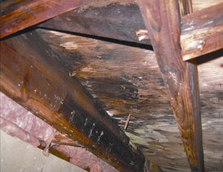 mold and rot in a Nepean crawl space