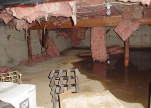fiberglass insulation dripping off the ceiling of a crawl space in Stittsville.