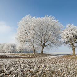 Frost covering trees and a grassy field in Munster