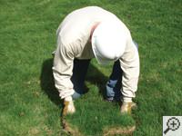 Restoring the landscaping by replacing removed sod on the ground for a Renfrew home.