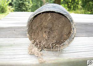 clogged french drain found in Crysler, Ontario